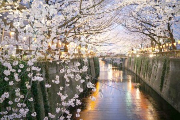 Sezonul cireşilor înfloriţi, declarat în mod oficial deschis la Tokyo